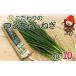 fu.... налог овощи вид лук порей Ooita префектура средний Цу город струна книга@ сельское хозяйство .. предубеждение. .. Chan лук порей 80g×10 пачка |. лук порей лук-батун маленький . маленький лук порей маленький лук-батун приправа местного производства Ooita префектура средний Цу город 