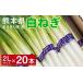 fu.... налог овощи вид лук порей Kumamoto префектура .... блок Kumamoto префектура .... блок производство белый лук порей [ лампочка . прекрасный человек ]2L размер ×20шт.@ доставка время :2025 год 11 месяц последняя декада .. последовательный отправка белый .| белый ne...