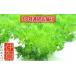 դ뤵Ǽ  Ÿ ˲ Leaf Mieʴ͹ʪ쥿80g25ġ3Ϣ³Ϥ