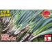 fu.... налог овощи вид лук порей Nagano префектура . рисовое поле город юг Shinshu производство земля имеется лук порей 3kg(600g×5 пакет ) JA... Shinshu DM центральный . рисовое поле город | земля имеется лук порей лук порей лук-батун овощи юг Shinshu свежий...