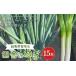 fu.... налог овощи вид лук порей Gunma префектура . холм город рисовое поле .. лук порей (15шт.@) сахар раз 30 длина лук-батун длина лук порей длина . лук порей лук-батун иметь машина удобрение овощи еда F21E-023