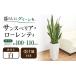�ӂ邳�Ɣ[�� �G�݁E���p�i �c�� ���茧 �呺�s �ϗt�A�� �T���X�x���A�E���[�����e�B �����O�X�N�G�A ���픫�A���i���j BIG�T�C�Y �C���e���A �^ �T���X�x���c