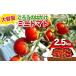 fu.... налог помидор мини помидоры Yamaguchi префектура Sanyo Ono рисовое поле город большая вместимость около ... .. мини помидоры 2.5kg высота сахар раз . толщина помидор салат Sanyo Ono рисовое поле F6L-1318