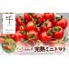 fu.... налог овощи вид помидор префектура Chiba город Chiba .. Chan. .. мини помидоры 2kg.. длина сельское хозяйство . прямая поставка No.5346-0523
