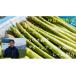 fu.... налог овощи вид спаржа Hokkaido средний . хорошо . блок 2026 год отправка средний . хорошо . блок производство зеленый aspala800g (L~2L размер смешивание )
