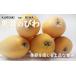 fu.... tax Kochi prefecture . door city black ear loquat 16~20 sphere ( small bead * middle bead )