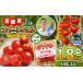 fu.... налог помидор мини помидоры Chiba префектура . Цу город 6 месяц отправка высота сахар раз мини помидоры сладкий bell (heta нет ) 150g × 12P | овощи помидор мини помидоры Petit Toma to...