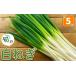 fu.... налог овощи вид лук порей Tottori префектура .. город предшествующий предварительный заказ принимается 11 месяц сверху .~3 месяц последняя декада отправка предположительно белый лук порей ( примерно 5kg) sm-DI004 большой .. прекрасный 
