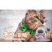 �դ뤵��Ǽ�� ���ߡ������� ��̸� ������  ��٥���� necono <mannine Ribbon cat face> �ͥ�������ѥͥå��쥹 | ǭ�μ��� �ͤ��μ��� �ڥå����� ��