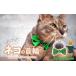 �դ뤵��Ǽ�� ���ߡ������� ��̸� ������  ���꡼�� necono <mannine Ribbon cat face> �ͥ�������ѥͥå��쥹 | ǭ�μ��� �ͤ��μ��� �ڥå����� �ڡ�