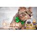 �դ뤵��Ǽ�� ���ߡ������� ��̸� ������  ���餷 necono <mannine Ribbon cat face> �ͥ�������ѥͥå��쥹 | ǭ�μ��� �ͤ��μ��� �ڥå����� �ڥá�