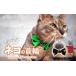 �դ뤵��Ǽ�� ���ߡ������� ��̸� ������  �֥�å� necono <mannine Ribbon cat face> �ͥ�������ѥͥå��쥹 | ǭ�μ��� �ͤ��μ��� �ڥå����� �ڡ�