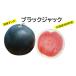 fu.... налог арбуз Hokkaido Ikeda блок ... Black Jack 5~6kg 1 шар Hokkaido производство .. время ограничено ограниченное количество арбуз 