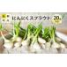 fu.... налог приправа * трава Aomori префектура доска . блок чеснок ростки 20 шт. входит .