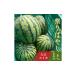 fu.... налог арбуз префектура Аичи . юг город ... праздник ...1 шар ( примерно 7kg) | арбуз праздник ... большой шар лето арбуз лето фрукты . фрукты .. автомобиль li чувство высота сахар раз gif...