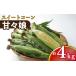 fu.... tax Tokushima prefecture Yoshino river city sweet corn [...](4kg)2024 year 5 month last third ~6 month shipping minute sequential shipping middle!