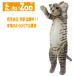 ��������ZOO �ɂ�� �T�o�g�� �ʂ�����݁i�˂� �l�R �v���[���g �M�t�g ���蕨 ��̓� �a���� ���j���j