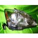 ¹͢ʡLexus Genuine Parts 81140 53240, RH Headlamp OEM, IS250 IS350 HI