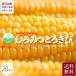 SNOW JEWELS Hokkaido production ...... millet 20 pcs insertion free shipping corn corn maize vegetable direct delivery from producing area ju-si-. thickness .. millet . agriculture . taste . summer vegetable 