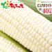 [ reservation ] corn pure white 40ps.@( refrigeration flight ) Hokkaido production morning .. maize .. millet south canopy block Bright Farming Village network gift free shipping your order 