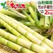 [ предварительный заказ / доставка день указание не возможно ] Yamagata префектура производство дикоросы маленький бамбук 2kg ввод весна. тест ... тест . гора. .takenokochisima The sa корень изгиб бамбук корень изгиб бамбук месяц гора . гурман ваш заказ 