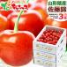  Yamagata prefecture production cherry Sato .1.8kg ( preeminence goods /2L size /..../600g×3 box / vanity case entering ).. ground Bon Festival gift gift present fruit fruit Yamagata direct delivery from producing area your order 