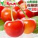 [ reservation ] Yamagata prefecture production cherry Sato .500g ( preeminence goods /L size /..../500g×1p/ vanity case entering ). ground Bon Festival gift gift present present free shipping your order 