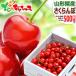  Yamagata prefecture production .. cherry 500g (. warehouse goods / preeminence goods /L size /..../ vanity case entering / cool flight ) high class hand .. gift present present Yamagata direct delivery from producing area your order 