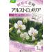  осень .. луковица выдерживающий холод .. вид альстрёмерия Revo la-ta1 лампочка входить ~yume лилия so указатель поворота no лилия 