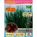  осень .. луковица овощи луковица 20 день разделение gi примерно 150g ~ минут .20 день ... семена здоровье овощи 