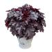  цветок рассада гейхера * Dolce bitter chocolate 9cm pot 1 рассада сельское хозяйство . вода производство . товар вид регистрация регистрация номер INHEU14-03