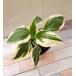  цветок рассада ho старт ( хоста )mi вязаный man 9cm длинный pot 1 рассада 