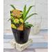  цветок рассада автомобиль Star te-ji- Gold ласты chi9cm pot 1 рассада 