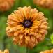  цветок рассада rudobe Kia urban Safari Savanna Sunset 11cm длинный pot 1 рассада сельское хозяйство . вода производство . товар вид регистрация .. предположительно товар вид 