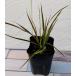  цветок рассада koru Gigli ne электрический Star 9cm длинный pot 1 рассада 