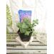 [ flower seedling ] oregano neon light 9cm pot 1 seedling 