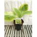  цветок рассада ho старт ( хоста ) Fuji .12cm длинный pot 1 рассада 