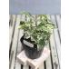  цветок рассада хедера ( ivy ) Harley gold 9cm pot 1 рассада 