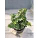  цветок рассада хедера ( ivy ) белый wonder 2 9cm pot 1 рассада 