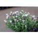  цветок рассада French лаванда белый summer 10.5cm pot 1 рассада 