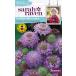 [ семена ]Johnsons Seeds Sarah Raven Brilliant for Bees &amp; Butterflies Scabious Blue Cushion Sara * Ray bn cкабиоза * голубой * подушка 