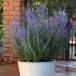  цветок семена Muller Collection Perovskia atriplicifolia Blue steel seedspe Lobb s Kia следы liplisifo задний ( Россия n шалфей ) голубой Steel. tane