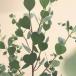  цветок семена Urban Collection Webster's Mallee Eucalyptus Seedswe бустер z Marie эвкалипт ptas. tane