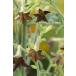 [ семена ]Muller Collection Nicotiana langsdorfii Bronze queen seeds Nico chi дыра Lange s Dolphy - bronze Queen. tane