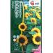  цветок семена подсолнух большой Smile takii вид рассада. tane