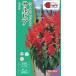 цветок семена sa рубин a красный Hill takii вид рассада. tane