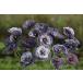  цветок семена Muller Collection Papaver rhoeas Amazing Grey seeds мак Ame - Gin g серый. tane