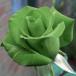  цветок семена Green Bush Rose зеленый втулка rose 