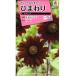  цветок семена подсолнух F1 темно-красный (бордо) takii вид рассада. tane