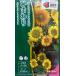  цветок семена подсолнух F1 солнечный Ricci свежий Mix takii вид рассада. tane